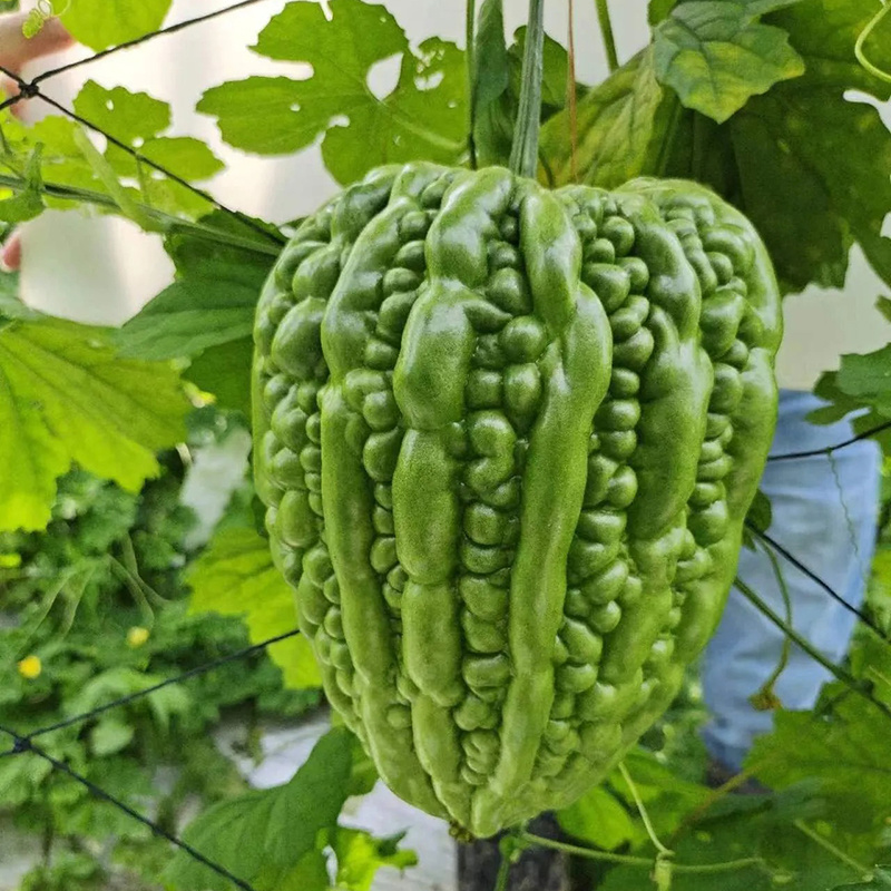 广东精品大顶苦瓜杜阮苦瓜大量有货质量保证欢迎采购