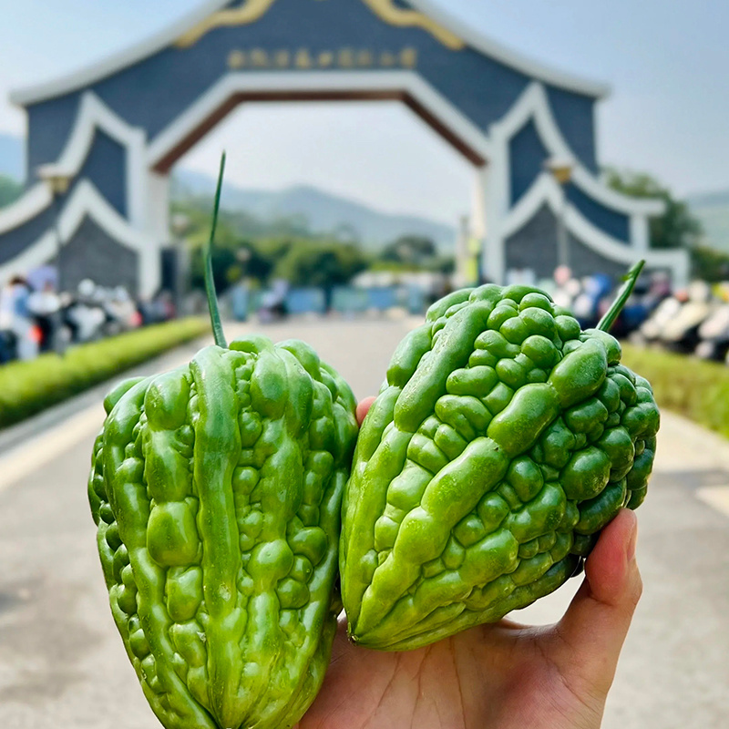 广东精品大顶苦瓜杜阮苦瓜大量有货质量保证欢迎采购