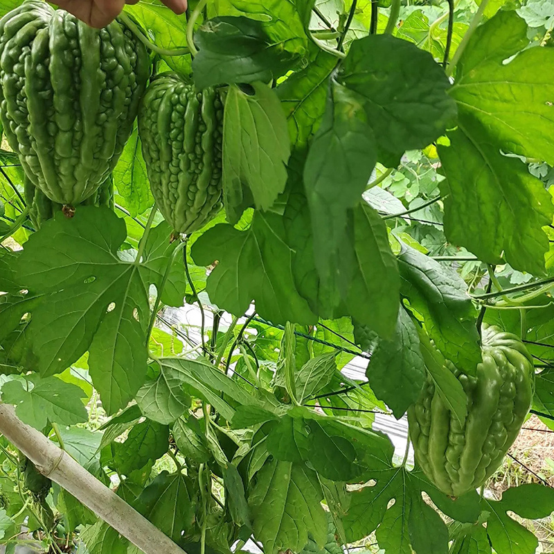 广东精品大顶苦瓜杜阮苦瓜大量有货质量保证欢迎采购
