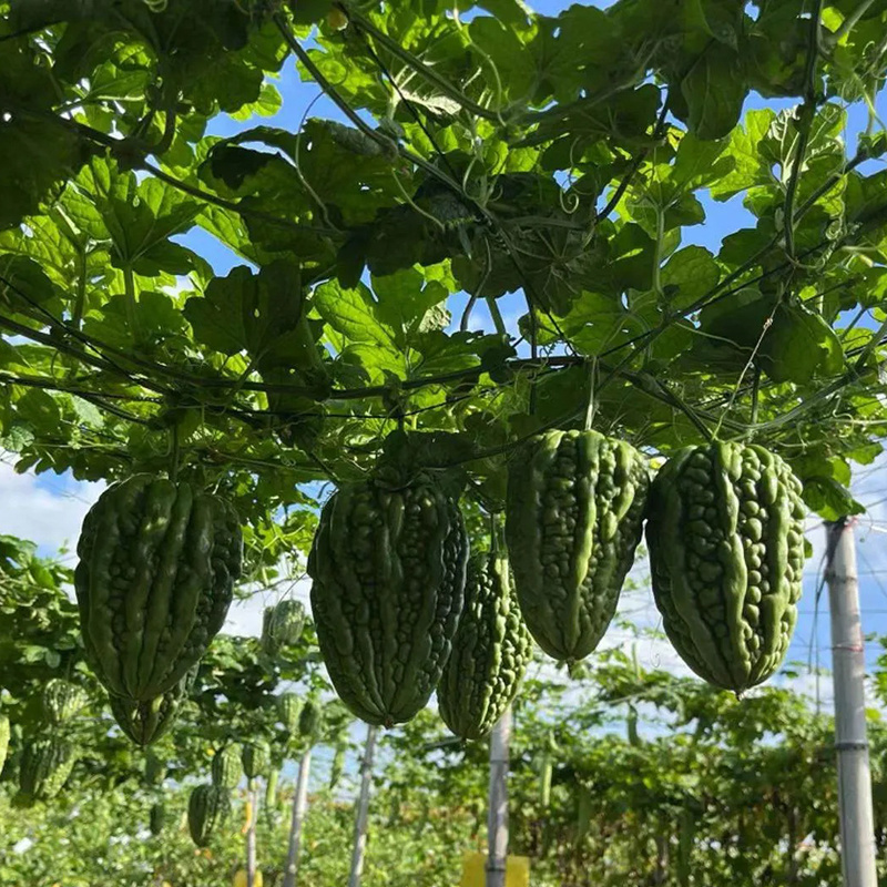 广东精品大顶苦瓜杜阮苦瓜大量有货质量保证欢迎采购
