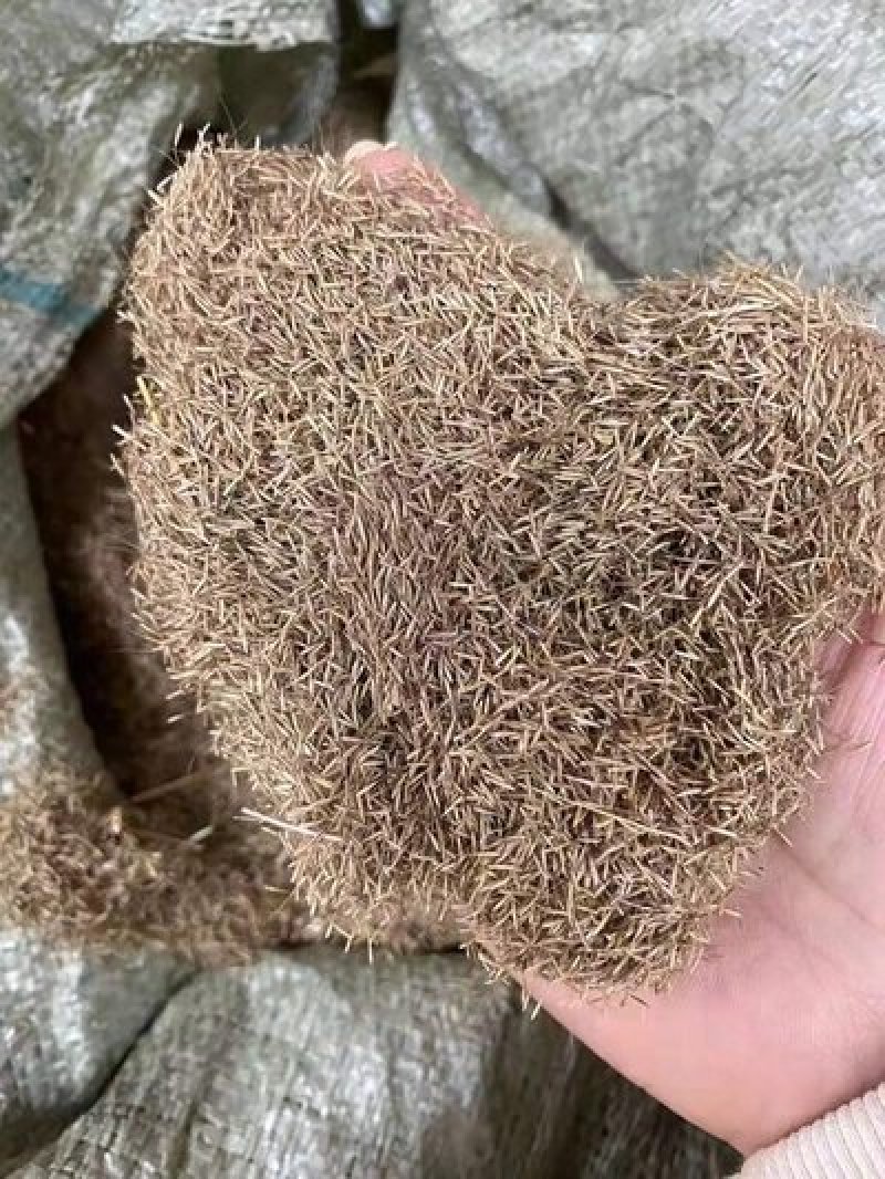 粉黛乱子草种子