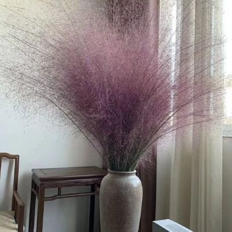 粉黛乱子草种子