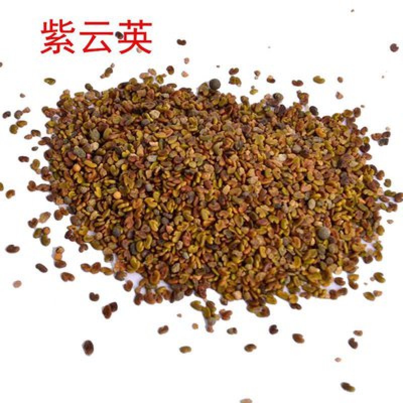 紫云英种子