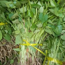 红薯苗大量现货供应，种植包回收，茎尖脱毒成活率高，可视频