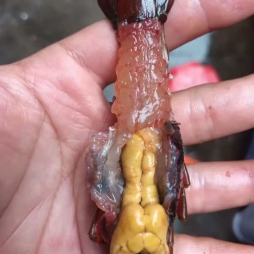 潜江小龙虾大量上市规格齐全欢迎老板来基地考察订购