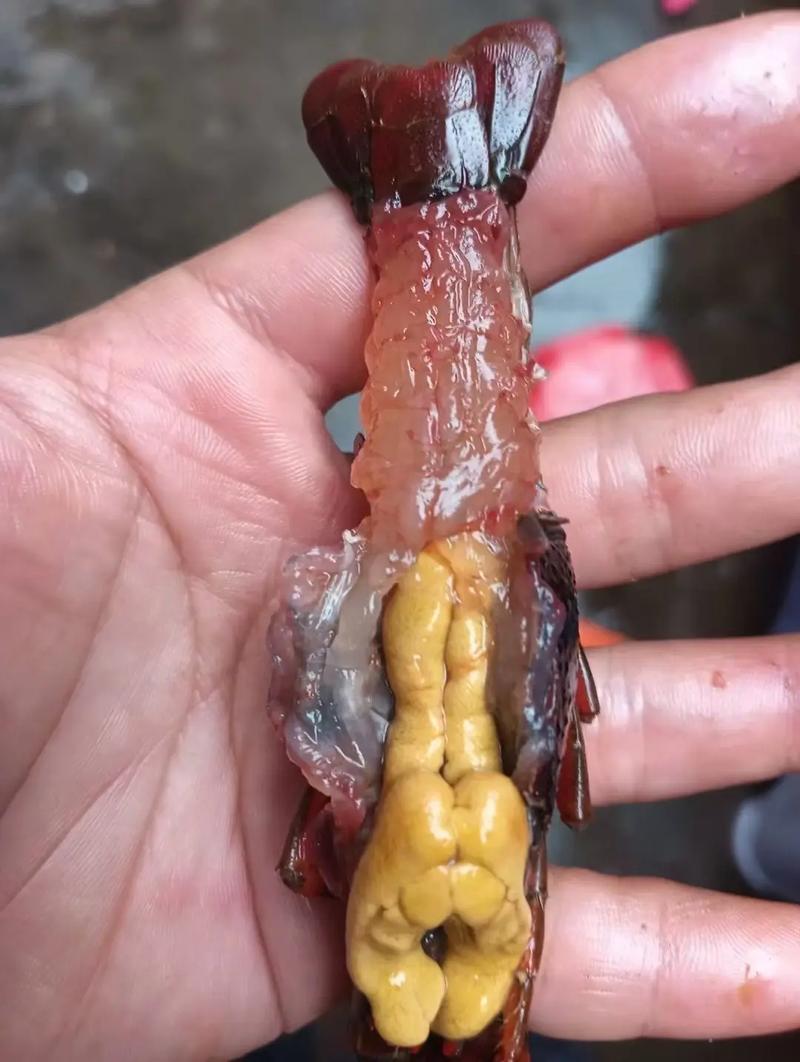 潜江小龙虾大量上市规格齐全欢迎老板来基地考察订购