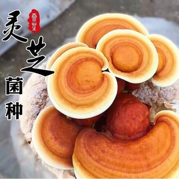 【牛商优选】灵芝种植菌包批发家庭阳台易种多茬采收