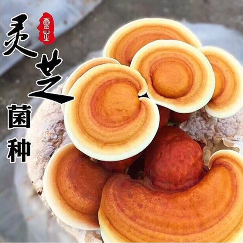 【牛商优选】灵芝种植菌包批发家庭阳台易种多茬采收
