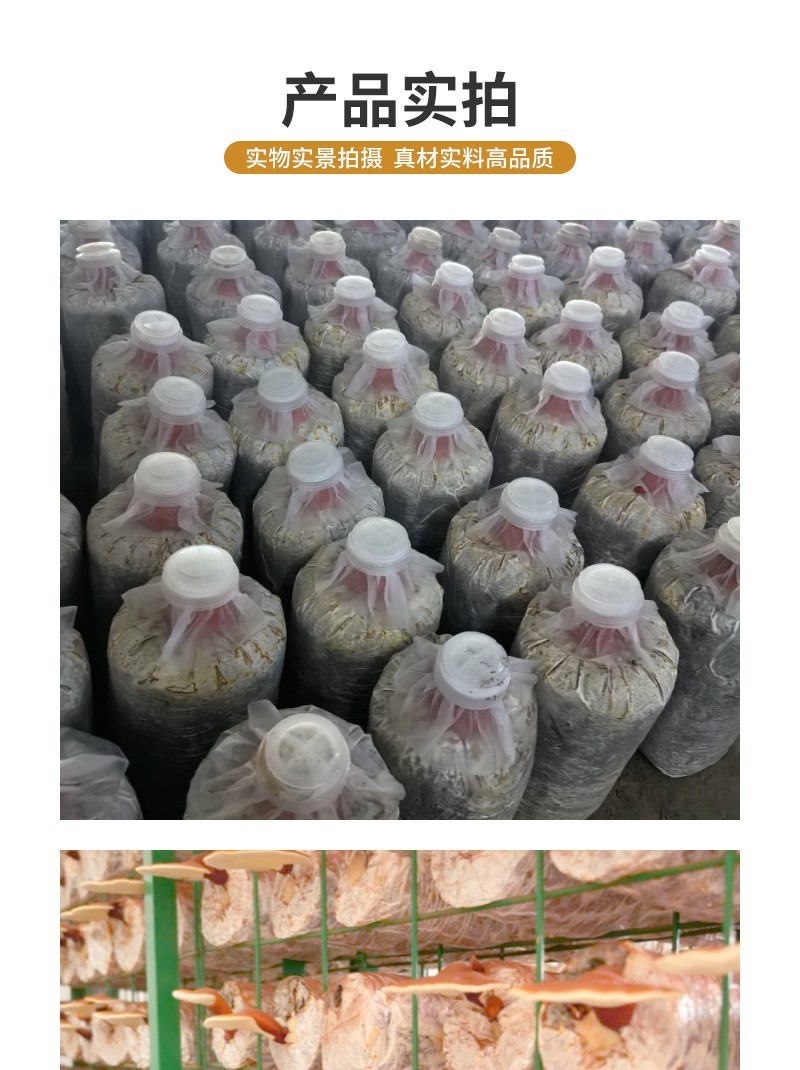 高产灵芝菌包赤芝韩芝通用出芝率稳大棚种植源头货源