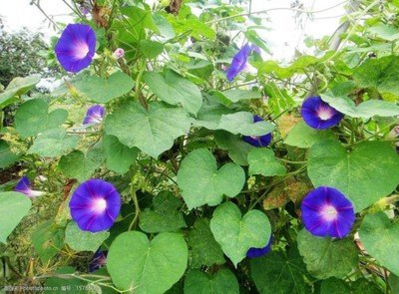 牵牛花种子