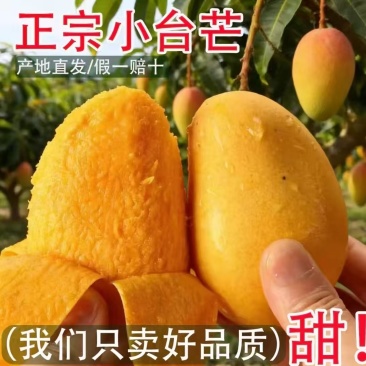 海南芒果台农芒小芒果基地直供实力代发全国商超