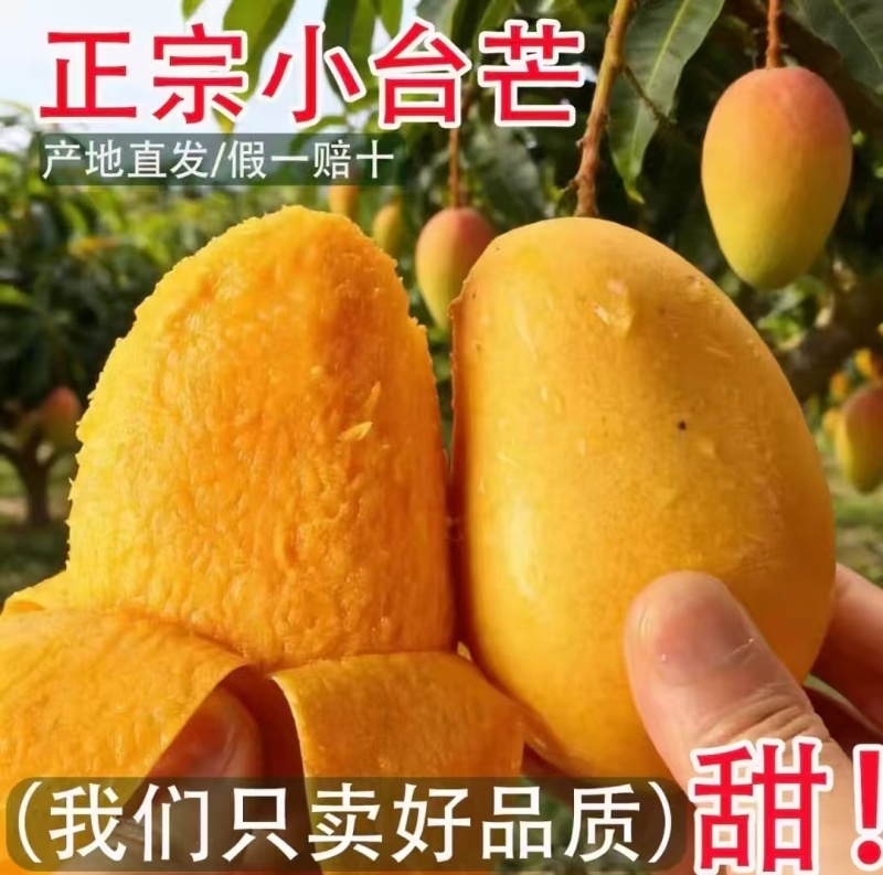 海南芒果台农芒小芒果基地直供实力代发全国商超