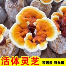 家庭种植灵芝菌包赤芝菌种室内阳台好养多茬采收
