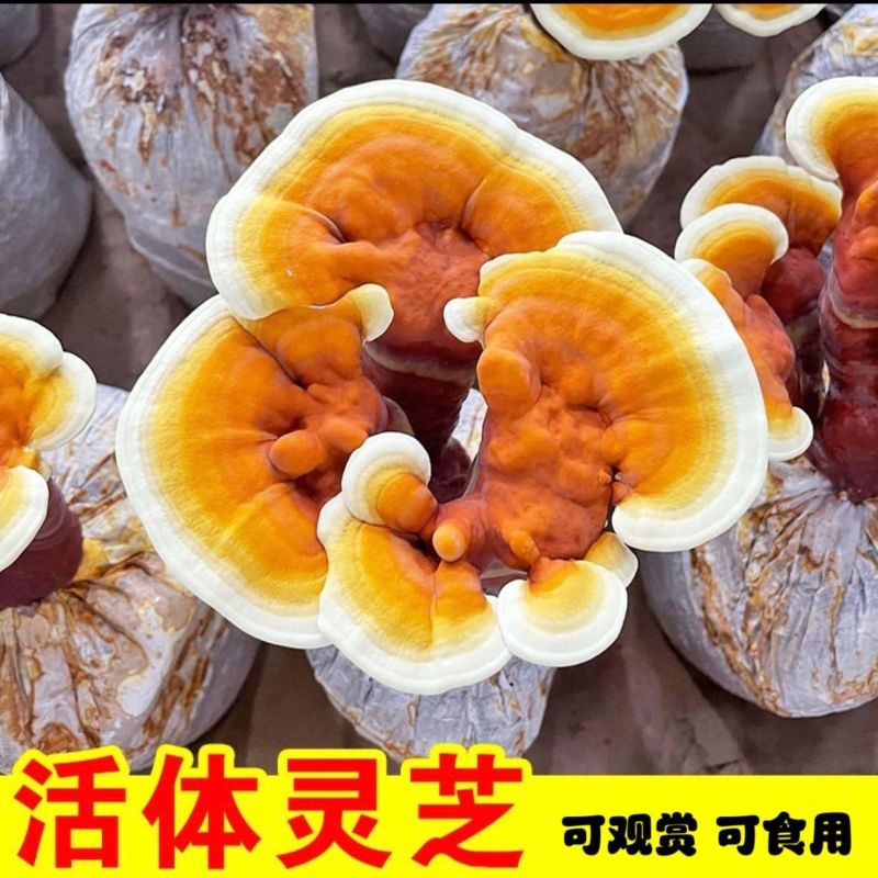 家庭种植灵芝菌包赤芝菌种室内阳台好养多茬采收