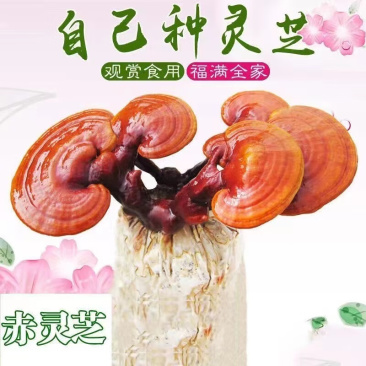 【牛商优选】灵芝菌包盆栽菌种无需施肥观赏食用