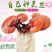 【牛商优选】灵芝菌包盆栽菌种无需施肥观赏食用