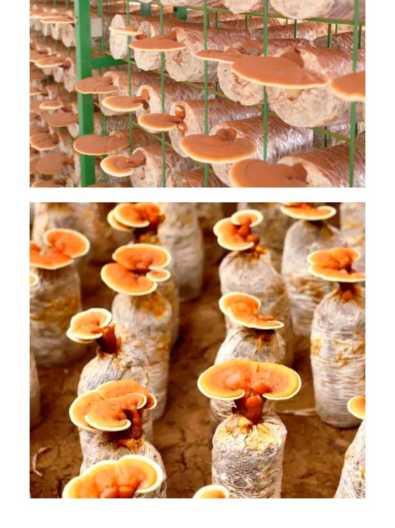 【牛商优选】灵芝菌包盆栽菌种无需施肥观赏食用