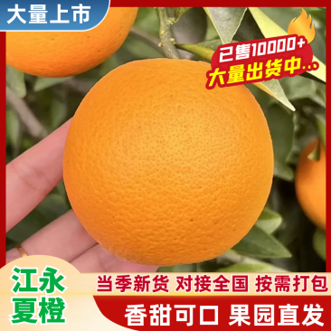 （永州夏橙）江永县产区/自家果园/品质严选/欢迎来电