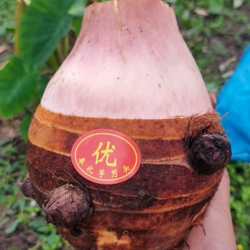 正宗奉化芋艿头可以对接酒店批发市场百亩基地源头发货