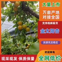 万亩大棚金太阳杏青杏软核小青杏大量上市大量发货