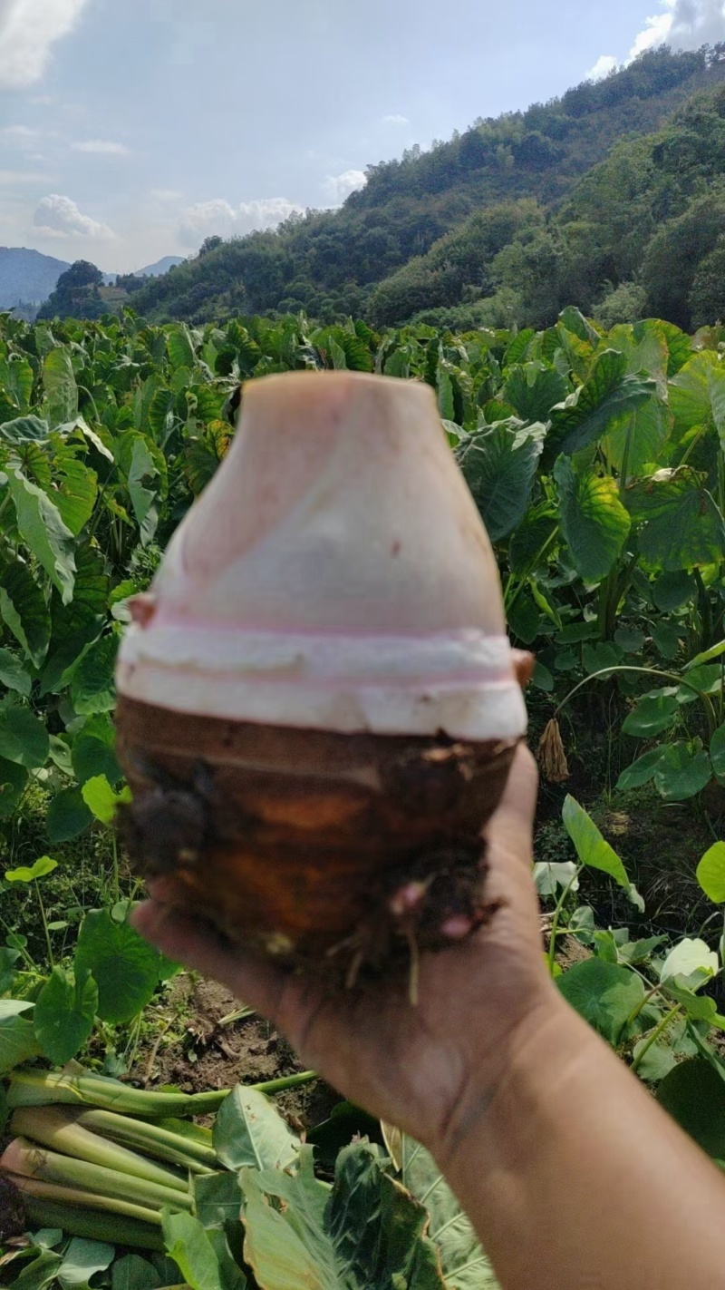 奉化精品芋艿头，产地直发，大量现货，保质保量