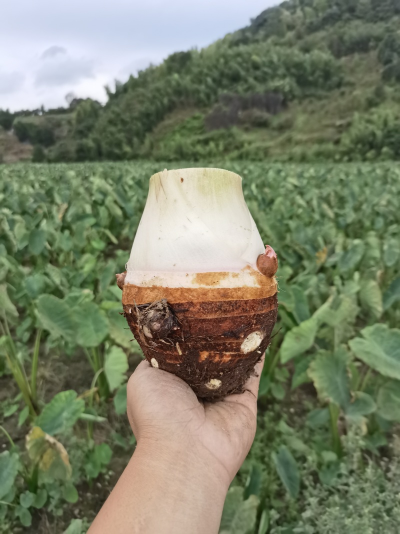 奉化精品芋艿头，产地直发，大量现货，保质保量