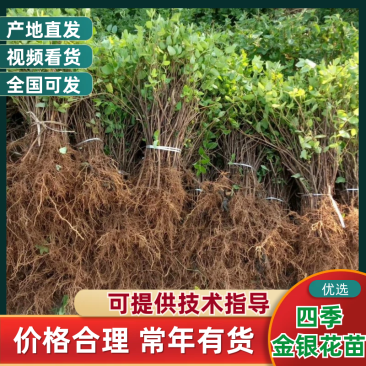 金银花苗【四季金银花苗】支持视频看货，可发往全国市场！