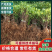 金银花苗【四季金银花苗】支持视频看货，可发往全国市场！