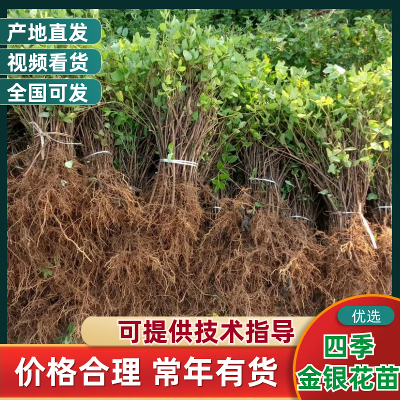金银花苗【四季金银花苗】支持视频看货，可发往全国市场！