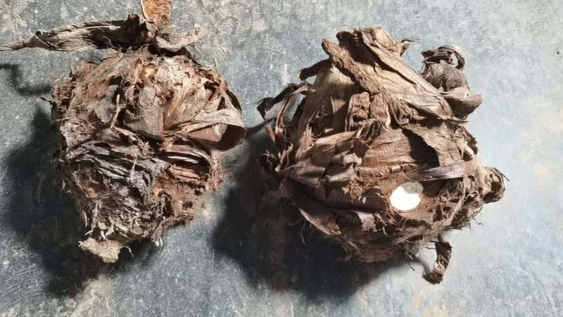 【奉化芋艿头】芋头也被称为奉化红芋艿皮薄，肉粉，无筋，糯滑