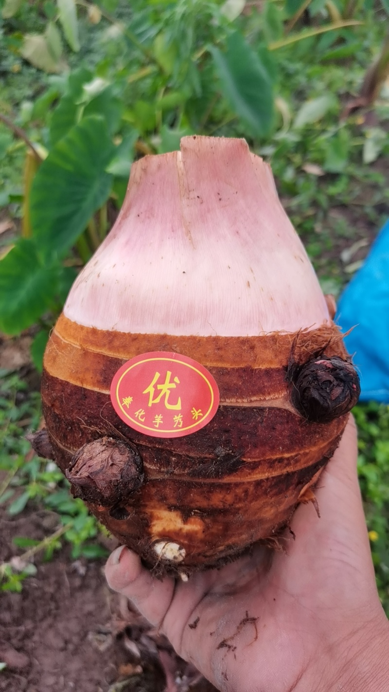 【奉化芋艿头】芋头也被称为奉化红芋艿皮薄，肉粉，无筋，糯滑