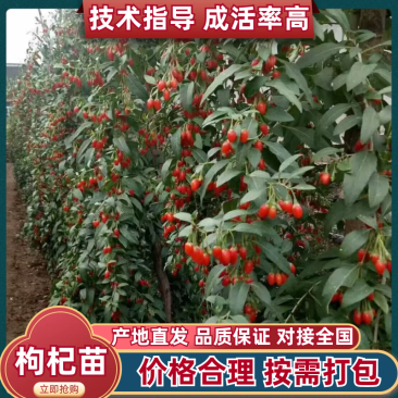 红枸杞苗，扦插红枸杞苗诚信经营，客户至上！