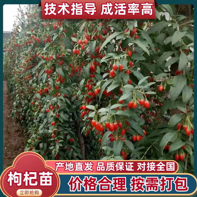 红枸杞苗，扦插红枸杞苗诚信经营，客户至上！