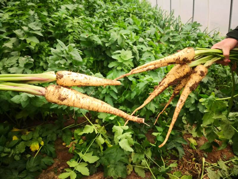 【热卖】脱水萝卜丁欧防风薯萝卜支持视频看货欢迎采购