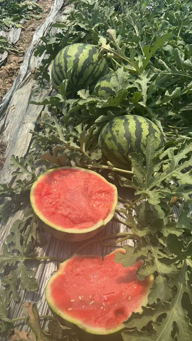【精选】麒麟西瓜个头均匀皮薄肉厚甜度好基地直发一手货源