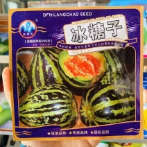 冰糖子甜瓜种子高糖早熟杂交花皮甜掉牙香瓜甜瓜种籽高产抗裂