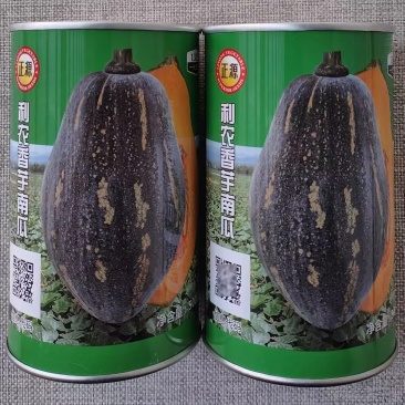 利农香芋南瓜种子早中熟香芋味南瓜种籽瓜肉金黄品质佳口感好