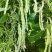 优丽白架豆种子四季豆芸豆九粒白种籽嫩荚扁圆脆嫩豆角菜豆