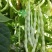 优丽白架豆种子四季豆芸豆九粒白种籽嫩荚扁圆脆嫩豆角菜豆