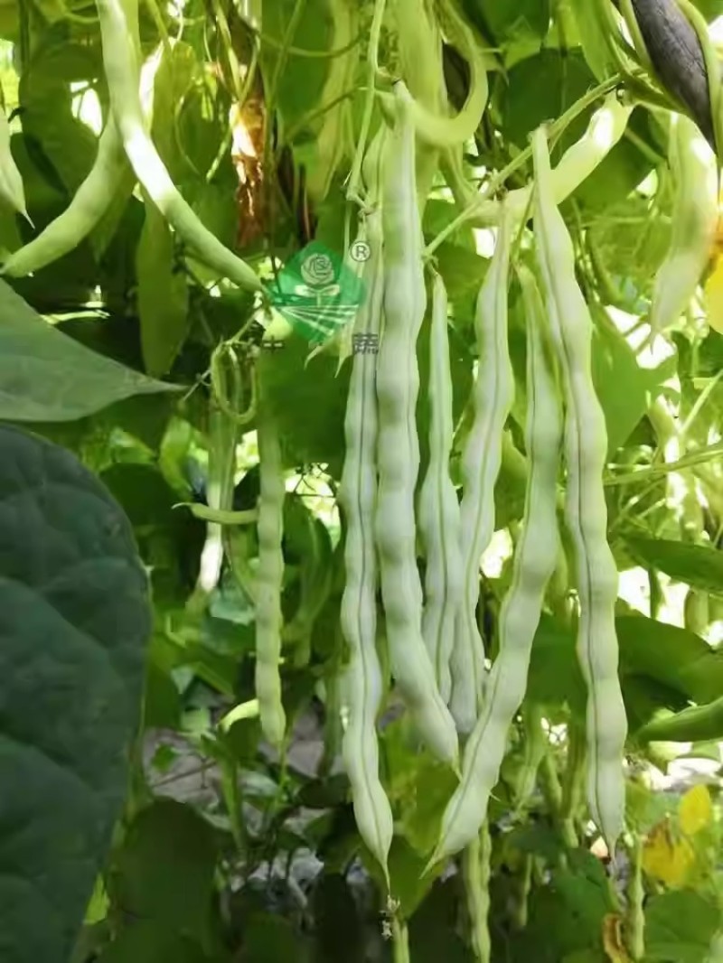 优丽白架豆种子四季豆芸豆九粒白种籽嫩荚扁圆脆嫩豆角菜豆