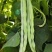 优丽白架豆种子四季豆芸豆九粒白种籽嫩荚扁圆脆嫩豆角菜豆