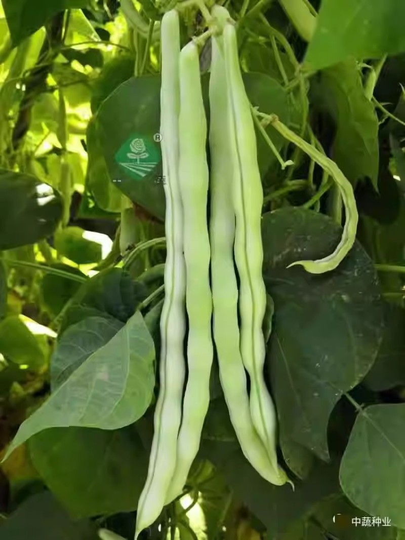优丽白架豆种子四季豆芸豆九粒白种籽嫩荚扁圆脆嫩豆角菜豆