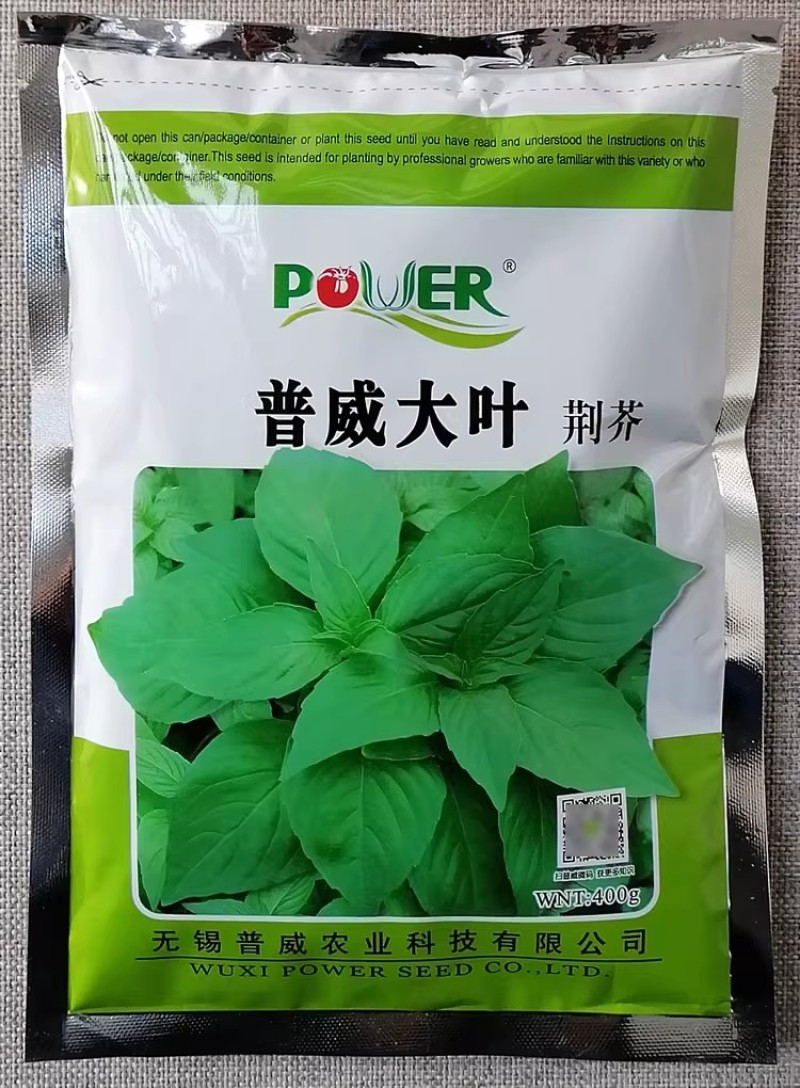 河南荆芥种子普威大叶荆芥种籽大田高产荆芥香味浓郁长势快