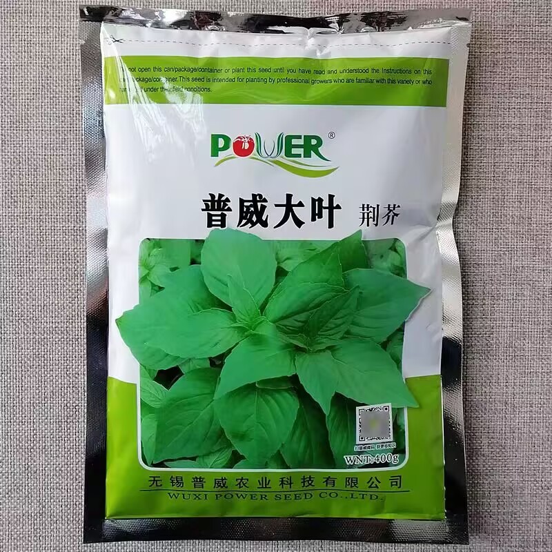 河南荆芥种子普威大叶荆芥种籽大田高产荆芥香味浓郁长势快