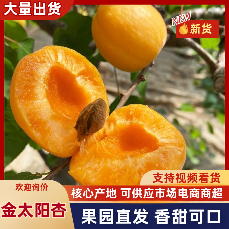一件代发，金太阳黄杏大量现货，对接各大电商平台