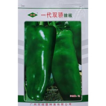 绿霸一代双骄辣椒种子泡椒种子微辣牛角椒翠绿光亮基地种植