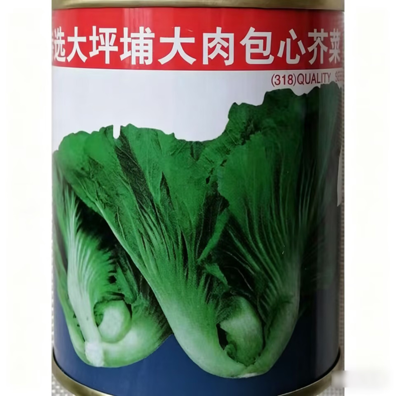 特选大坪埔大肉包心芥菜种子大叶芥菜种籽四季高产包心芥种孑