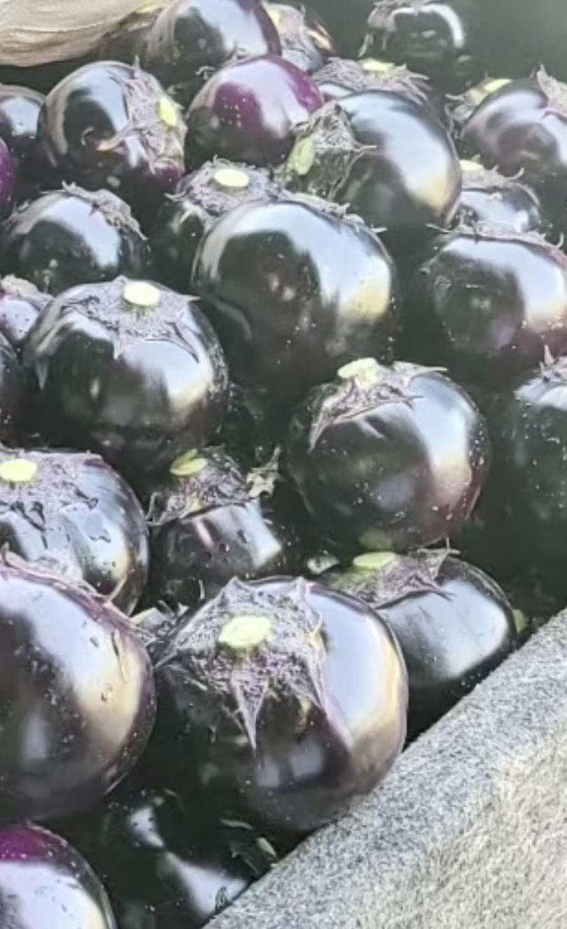 【茄子】紫光圆茄产地直销量大质优价格优惠欢迎采购