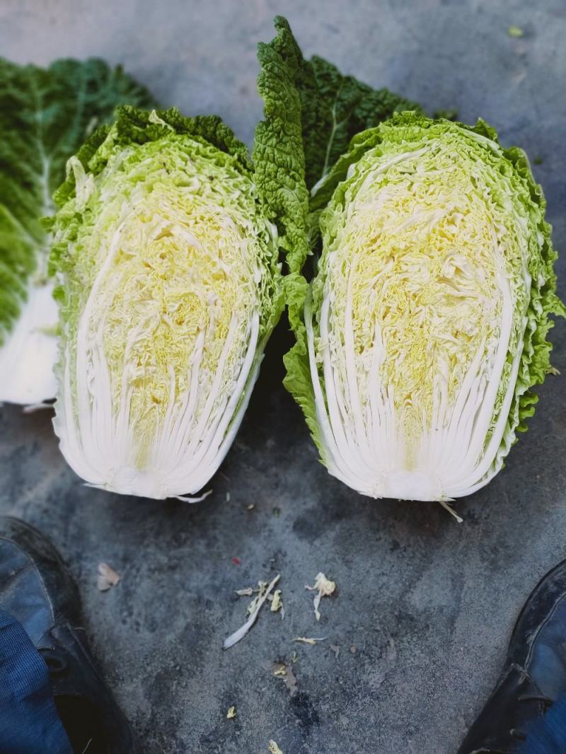 黄心白菜量大质优价格优惠支持视频看货欢迎采购咨询
