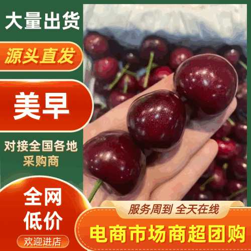美早樱桃大樱桃现摘现发电商批发价格优惠规格齐全
